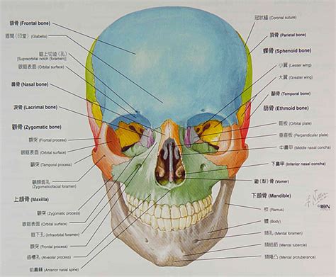 頭的骨頭|【頭骨解剖】顱骨8塊+顏面骨14塊=共22塊 ★ 腦洞大。